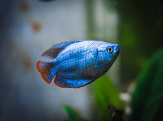 Powder Blue Dwarf Gourami