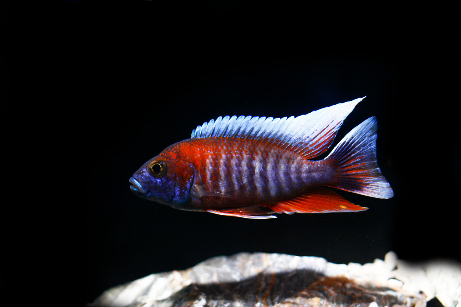 Jacobfreiberi Otter Point Cichlid LG
