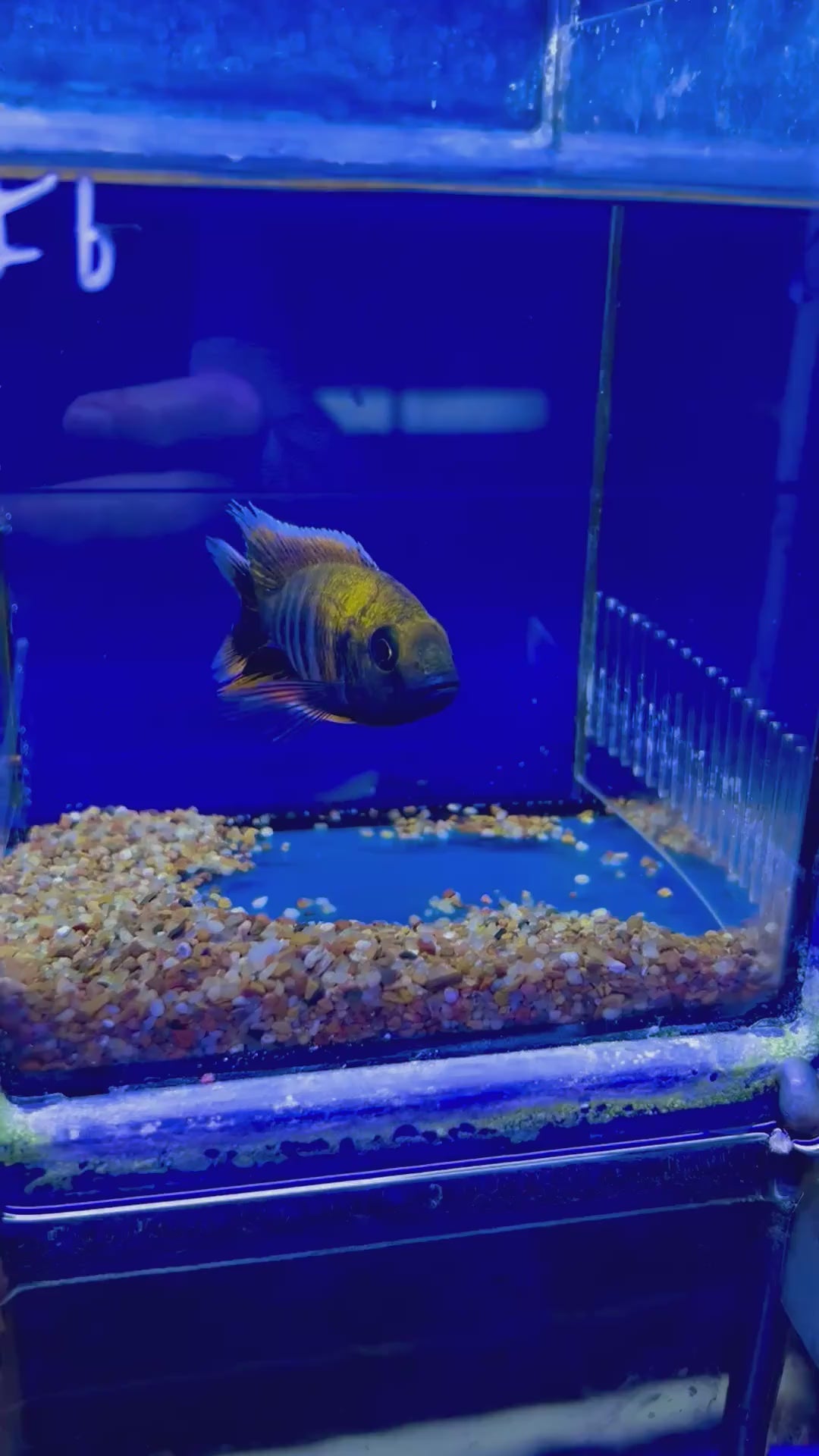 #6 Otter Point Peacock 4