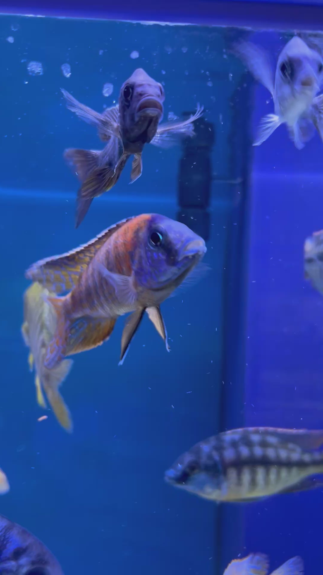 #5 German Red Peacock 4