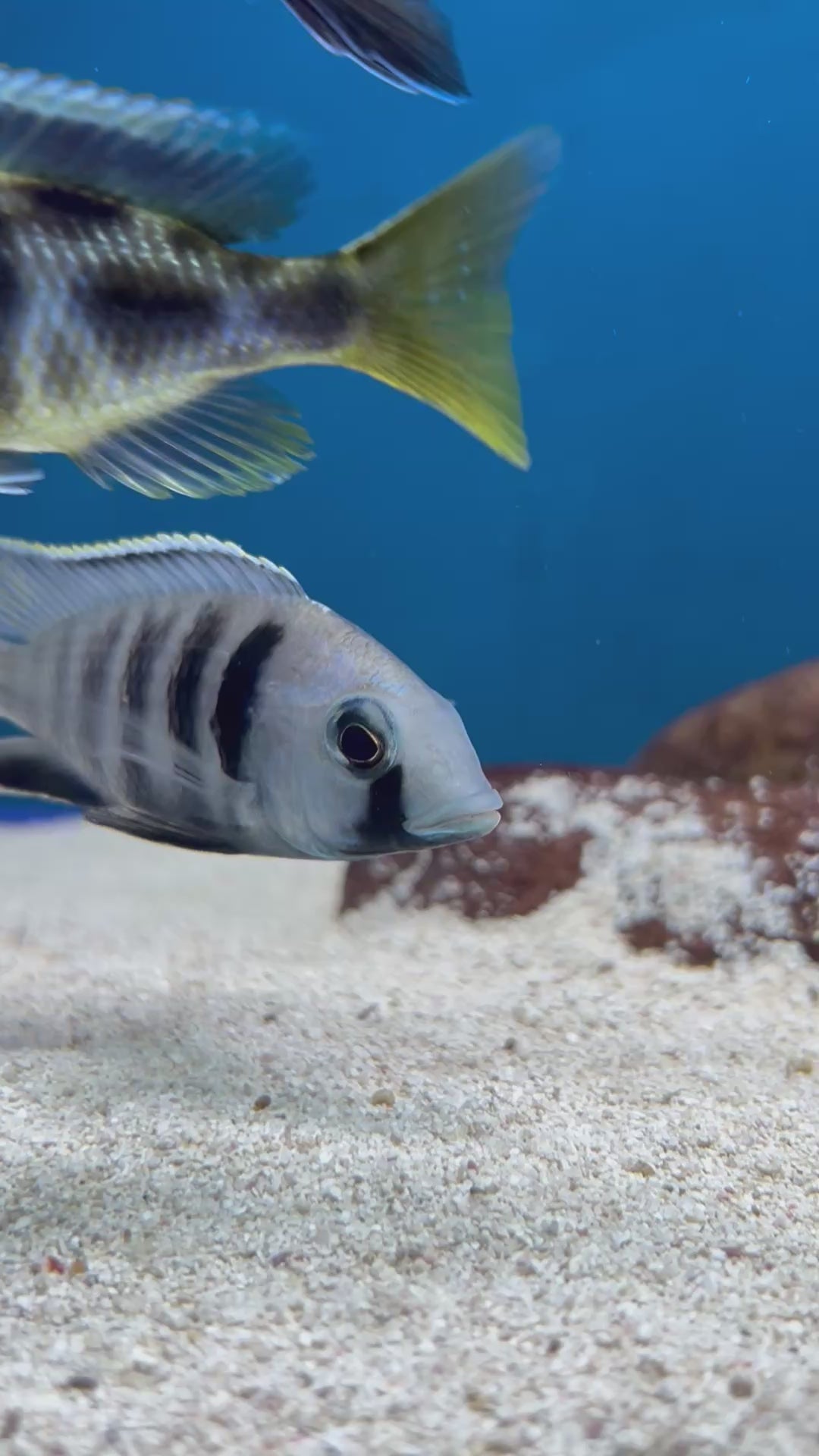 #3 Deepwater Electra Hap 4