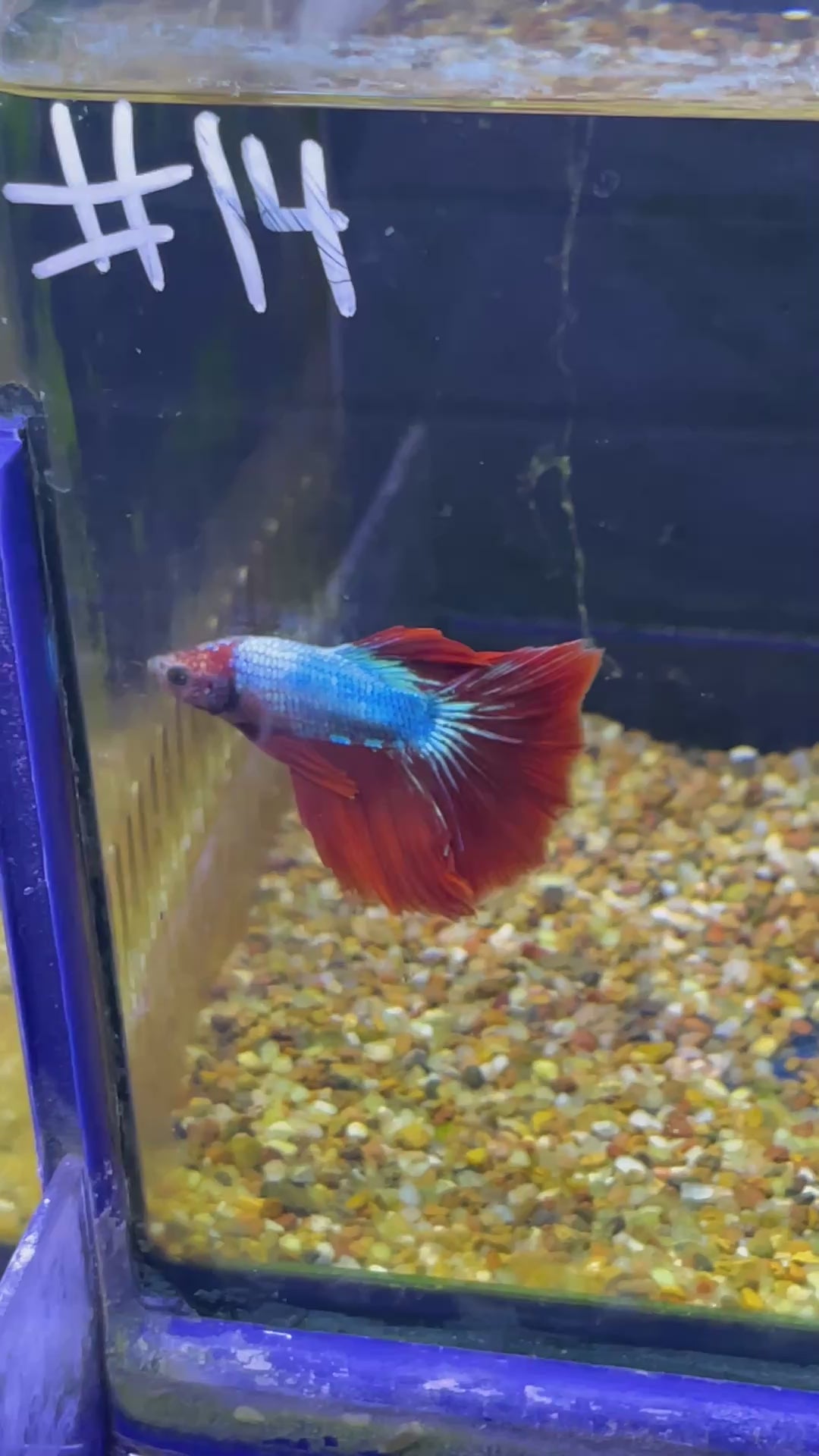 #14 Male Betta