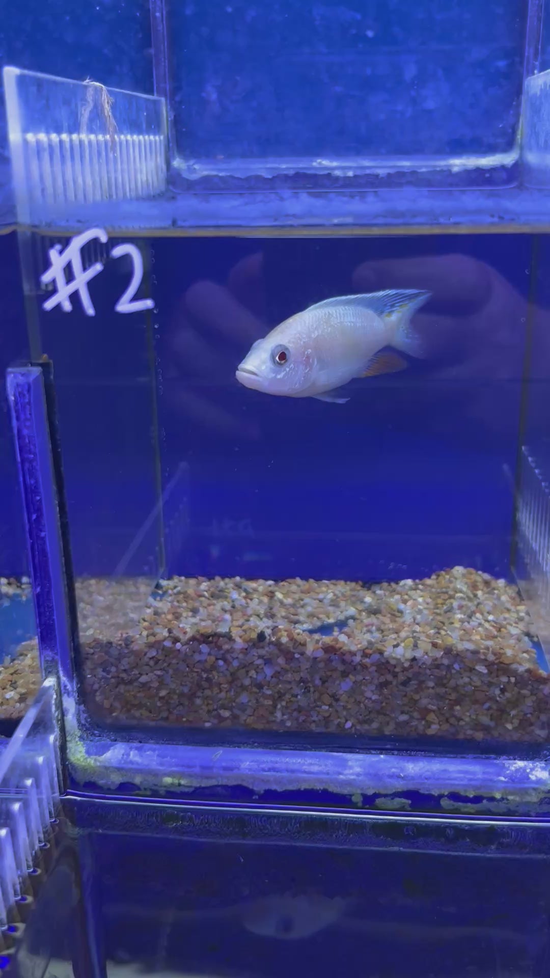 #2 White Knight Ahli 4