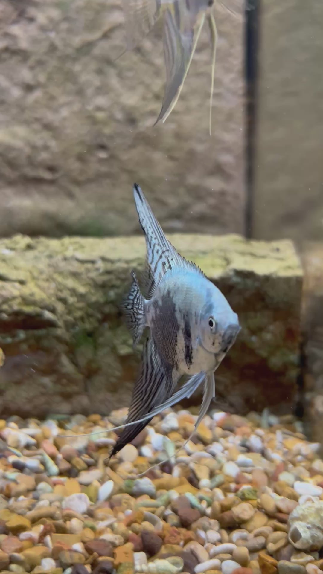 #12 Smokey Blue Angelfish