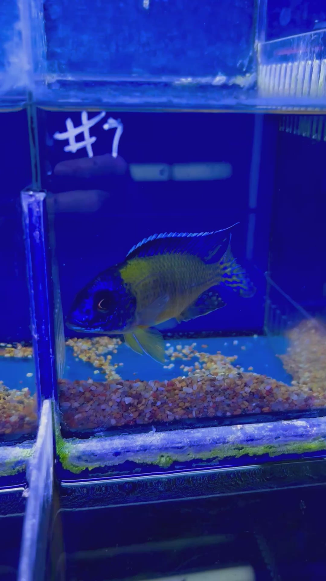 #7 Flavescent Peacock 4