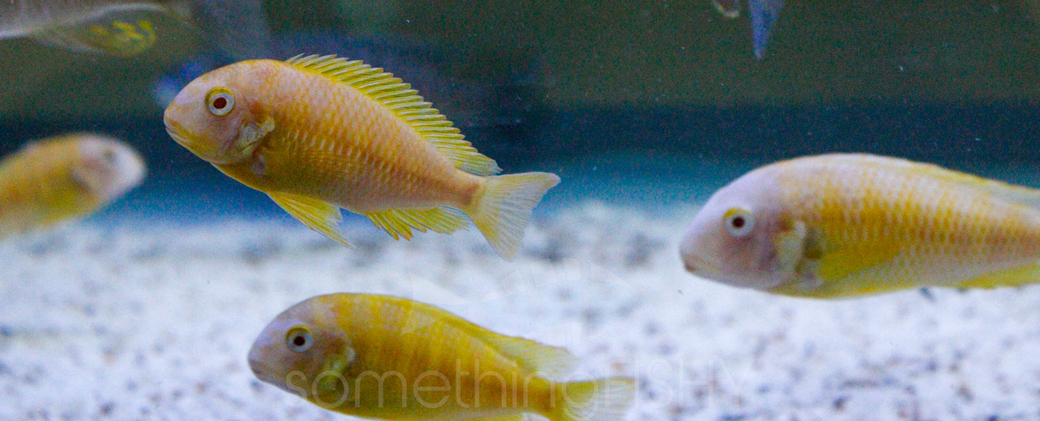 Tropheus Brichardi Kipili Albino