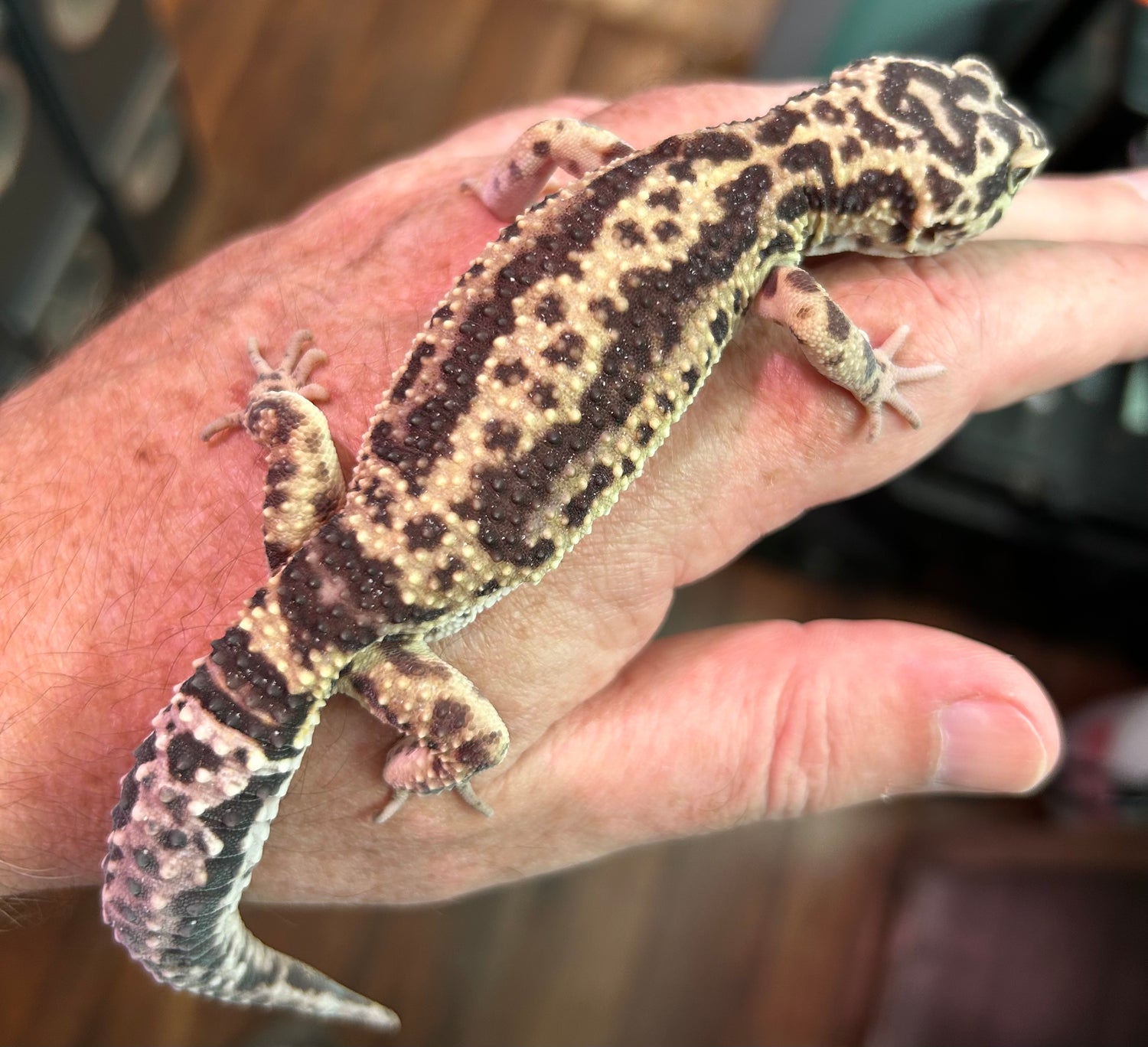 RTB Bold Stripe Lavender Leopard Gecko Female