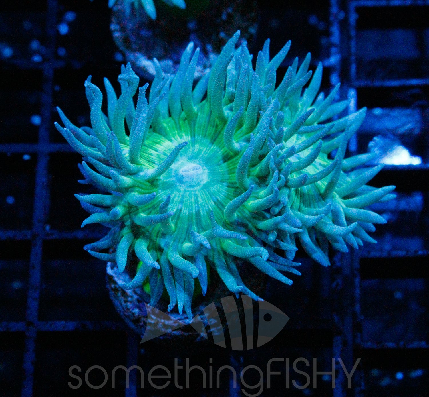 Australian Duncan Coral