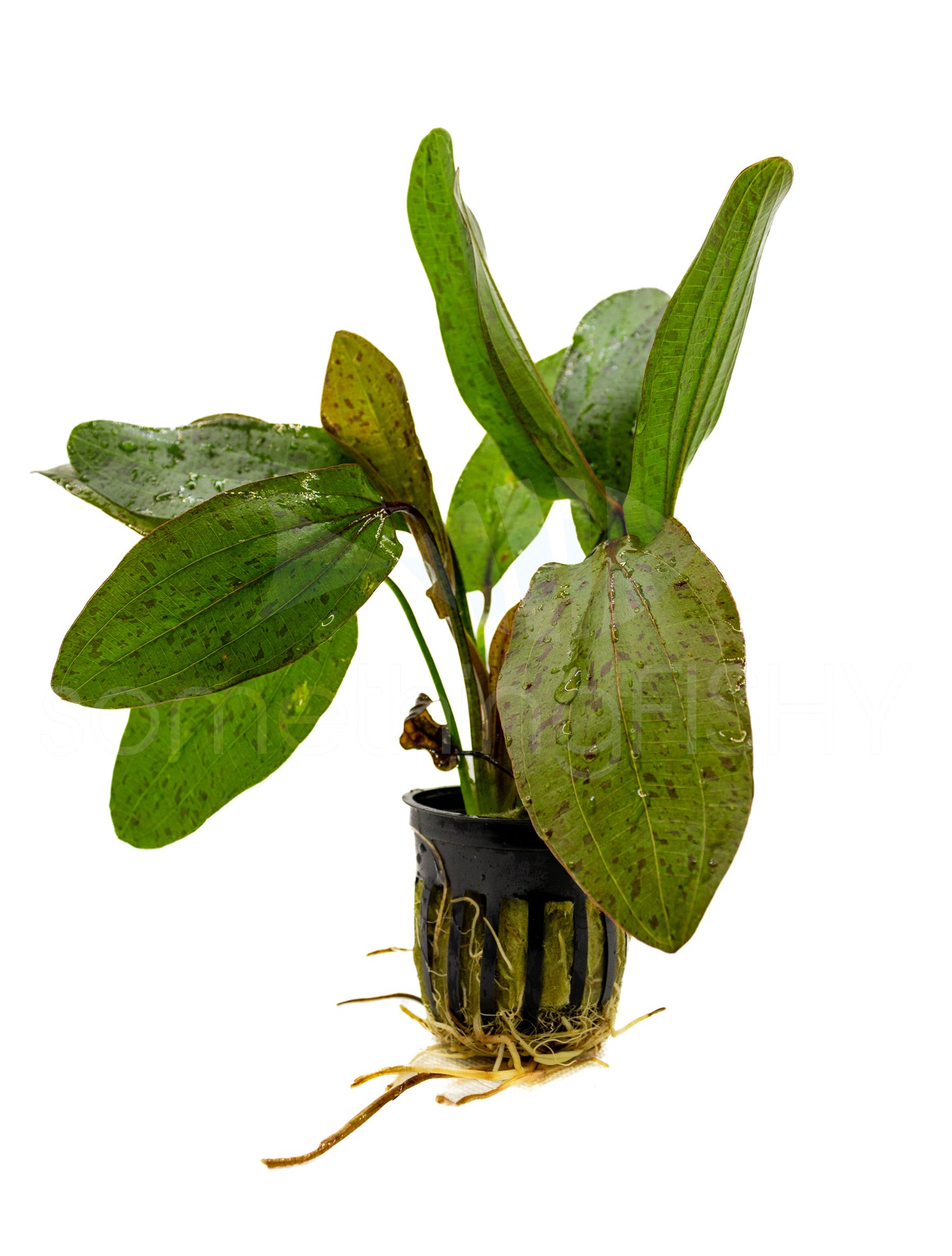 Ozelot Sword Pot Plant