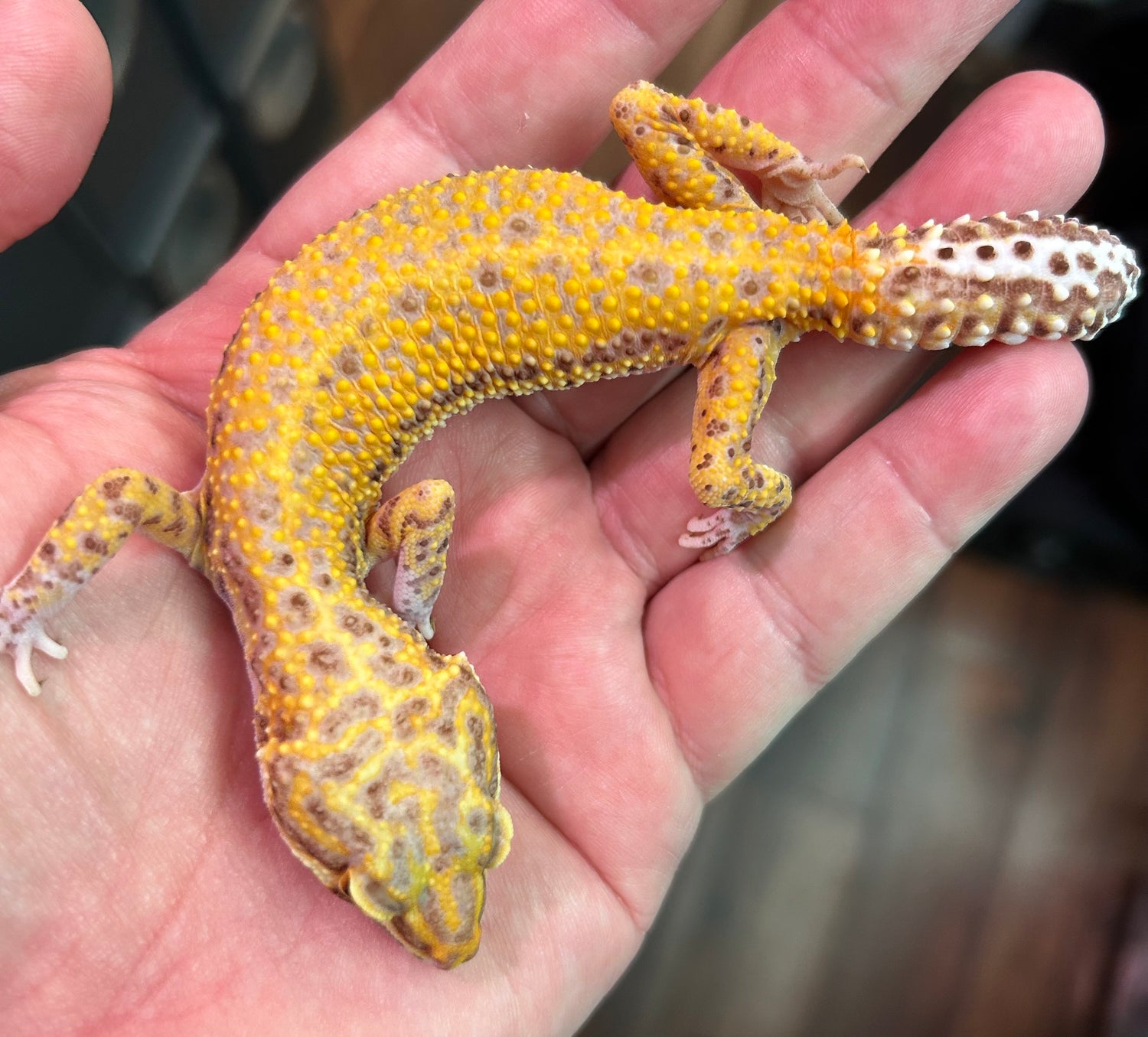 Albino Bell Sunfire Leopard Gecko Female
