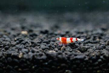 Red Crystal Shrimp