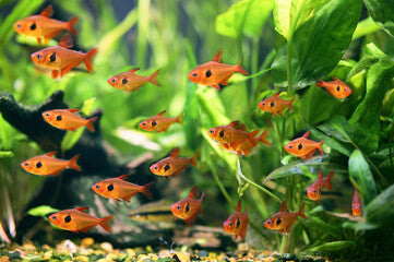 Red Phantom Tetra