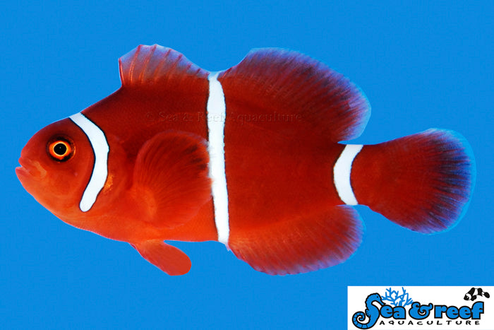 Maroon Clownfish