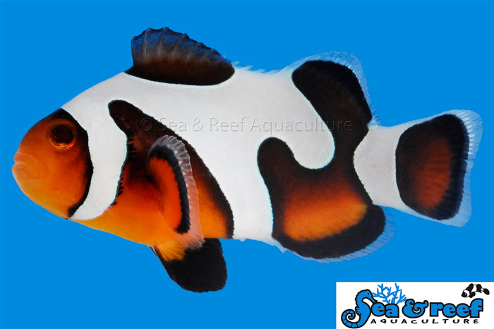 MochaVinci Clownfish