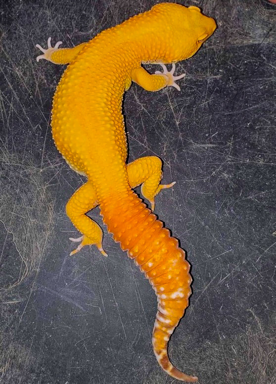 Bell RADAR het Eclipse Leopard Gecko Male