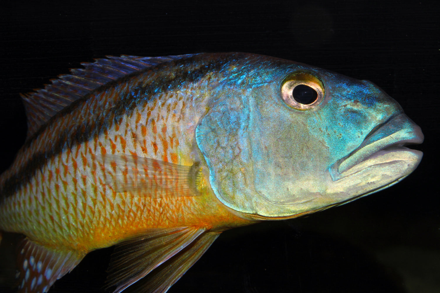 Malawi Hawk Cichlid