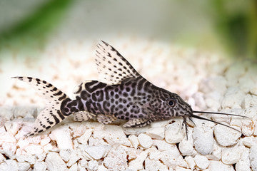 Synodontis Eupterus