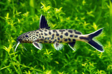 Synodontis Petricola