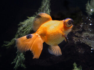 Telescope Goldfish LG