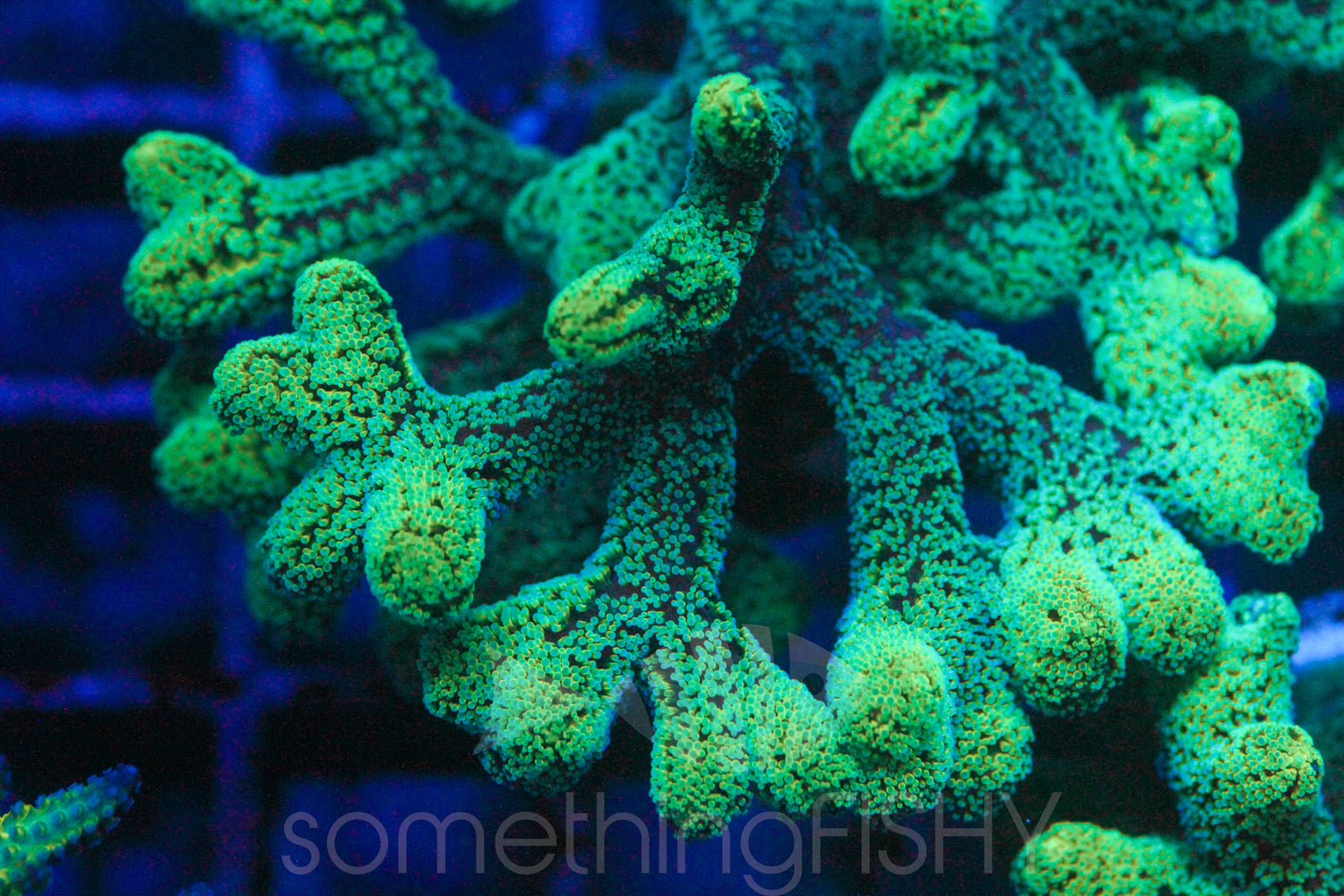 Spearmint Green Birdsnest Acropora