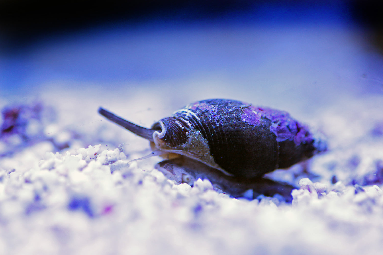 Nassarius snail