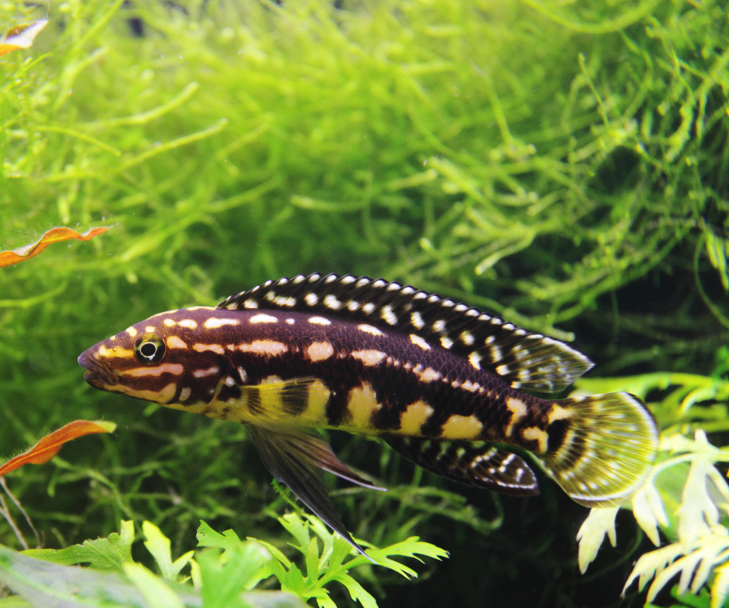 Julidochromis Marlieri Cichlid