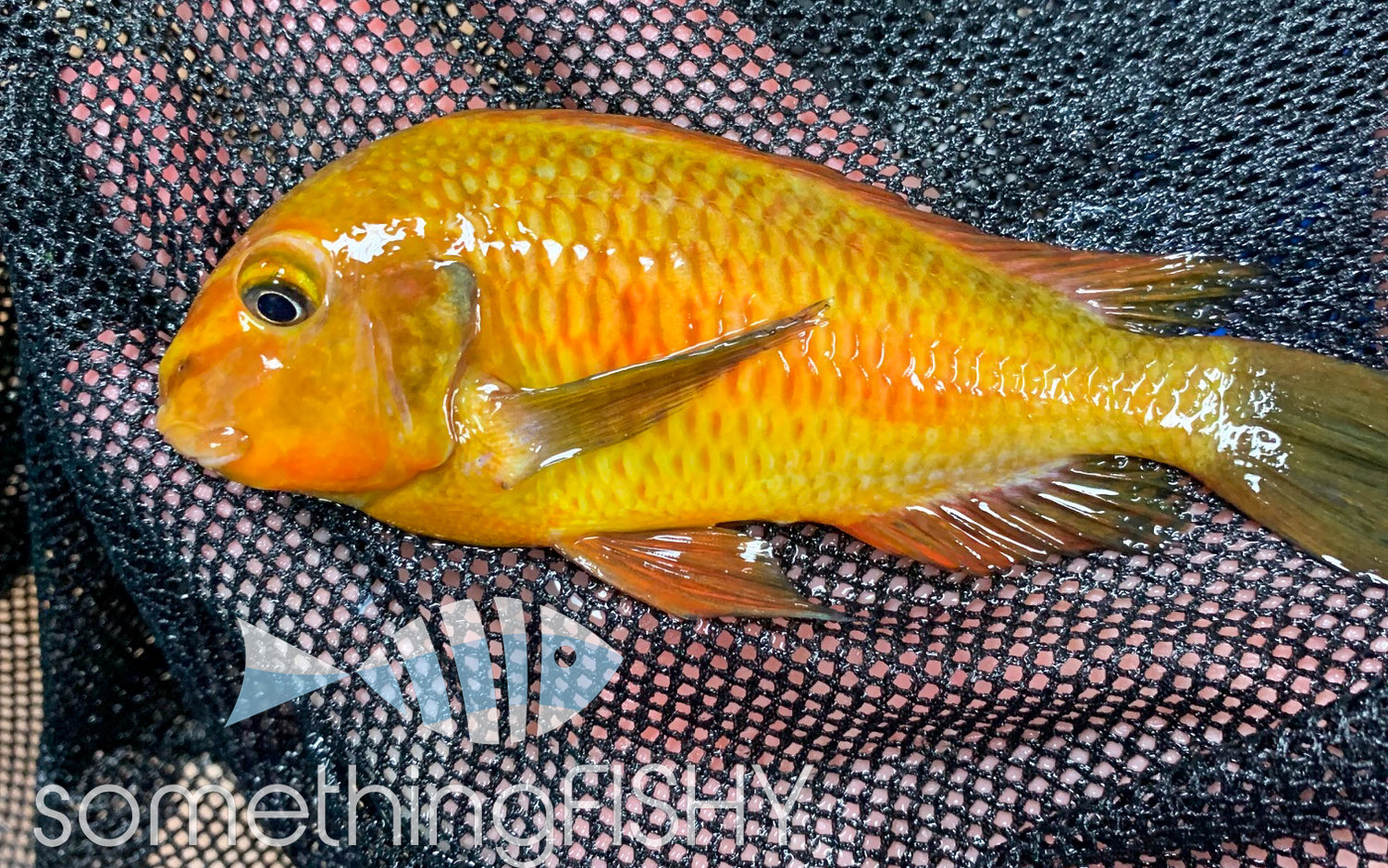 Tropheus Golden Kazumba 1
