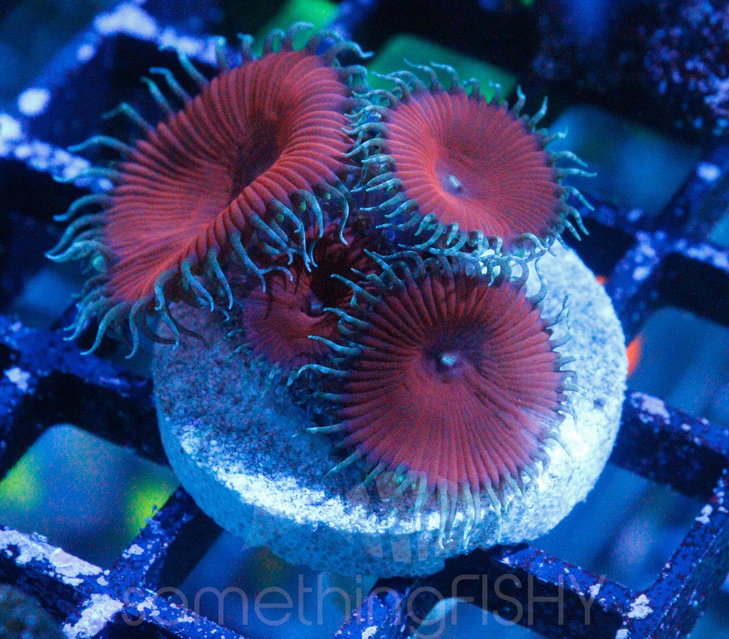 Red Death Paly/Zoa
