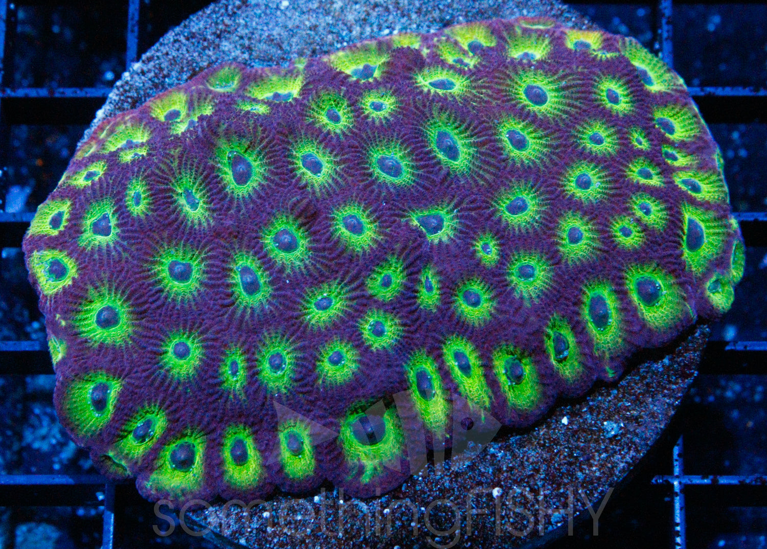 Lemon Lime Favites/Favia LPS Coral