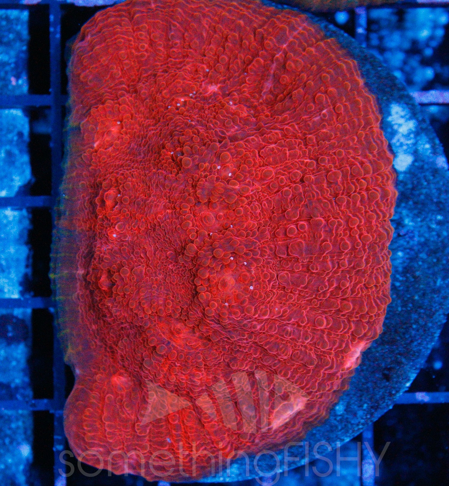 Engine #27 Red Chalice