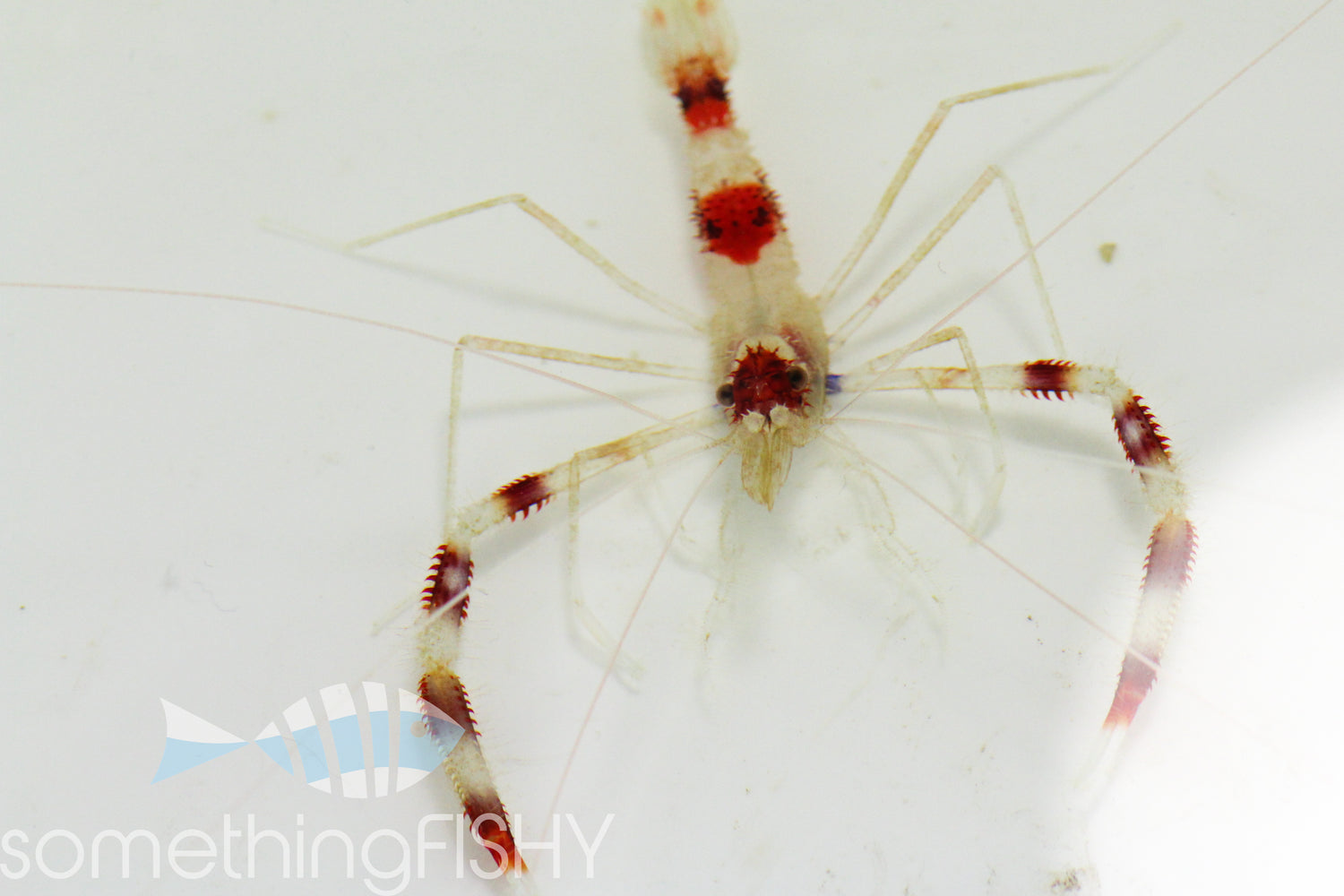 Banded Coral Shrimp
