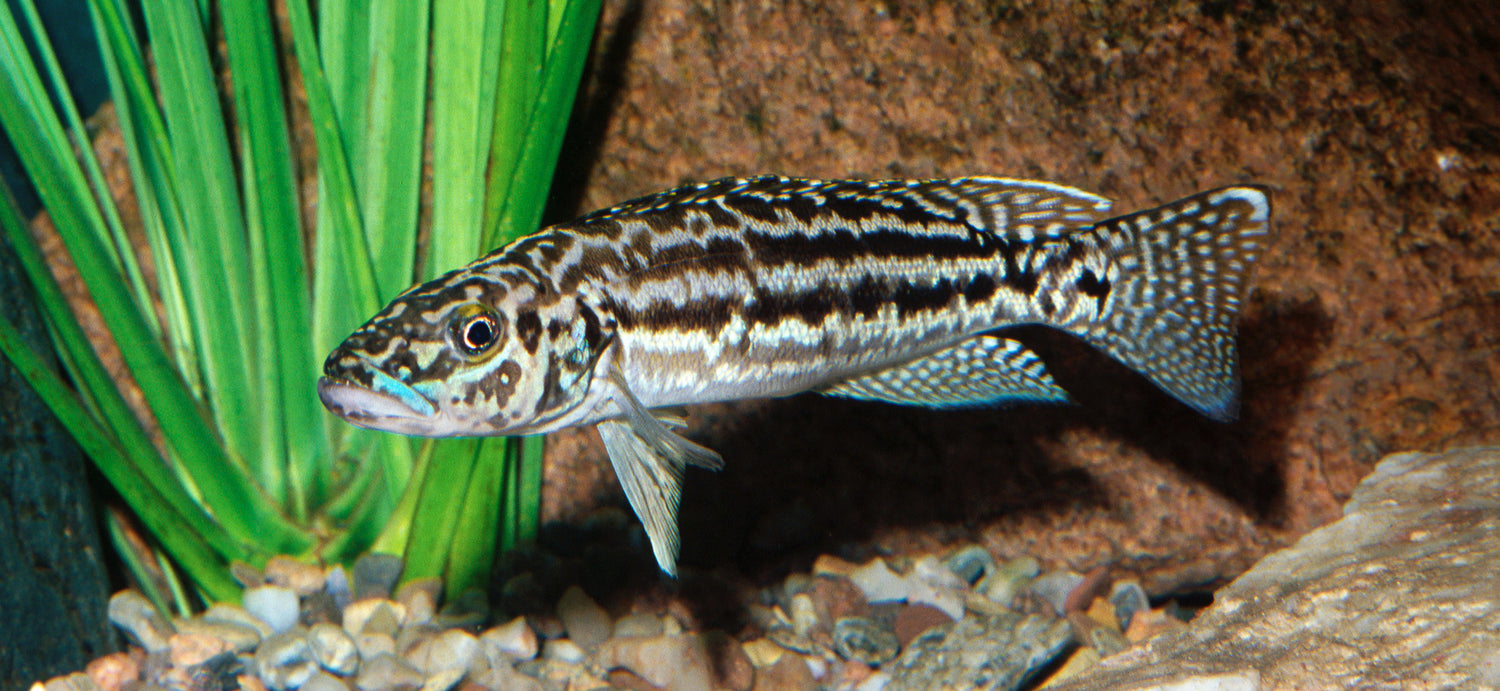 Lepidiolamprologus Nkambae Cichlid