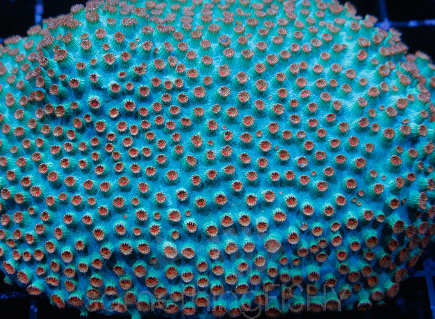 Meteor Shower Cyphastrea