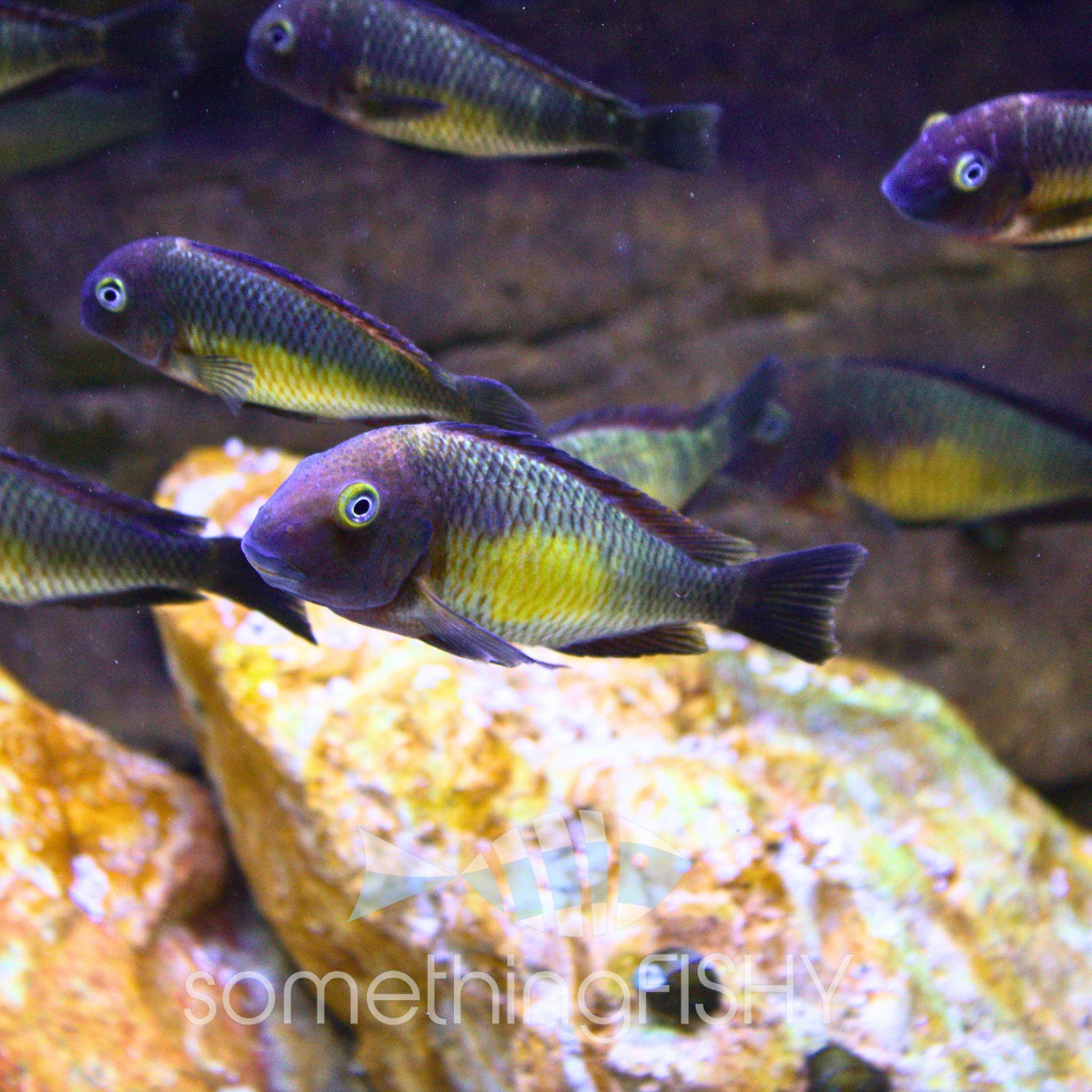 Tropheus Moorii Red Rainbow 1