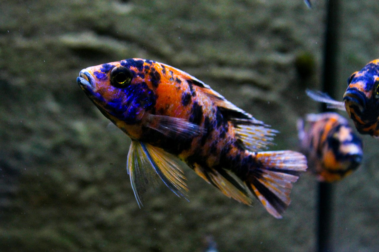 OB Peacock Cichlid 3.5