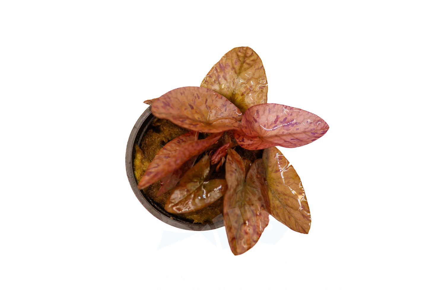 Tiger Lotus Plant