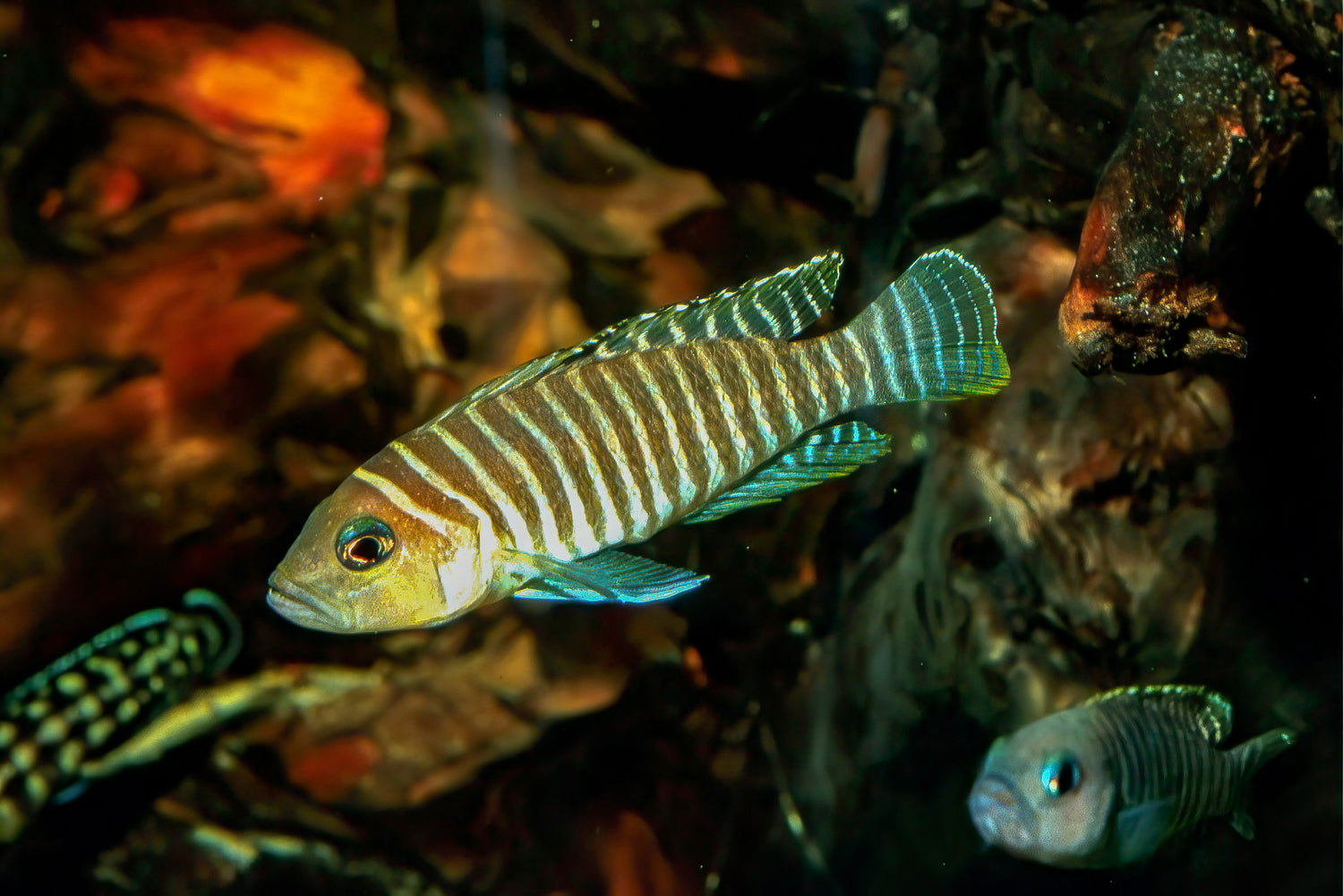 Neolamprologus Similis Cichlid