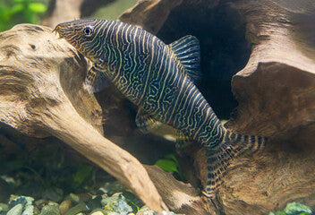 Zebra Striata Loach