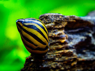 Zebra Nerite Snail
