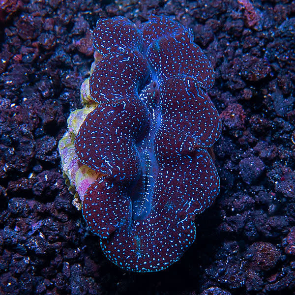 First Grade Crocea Clam