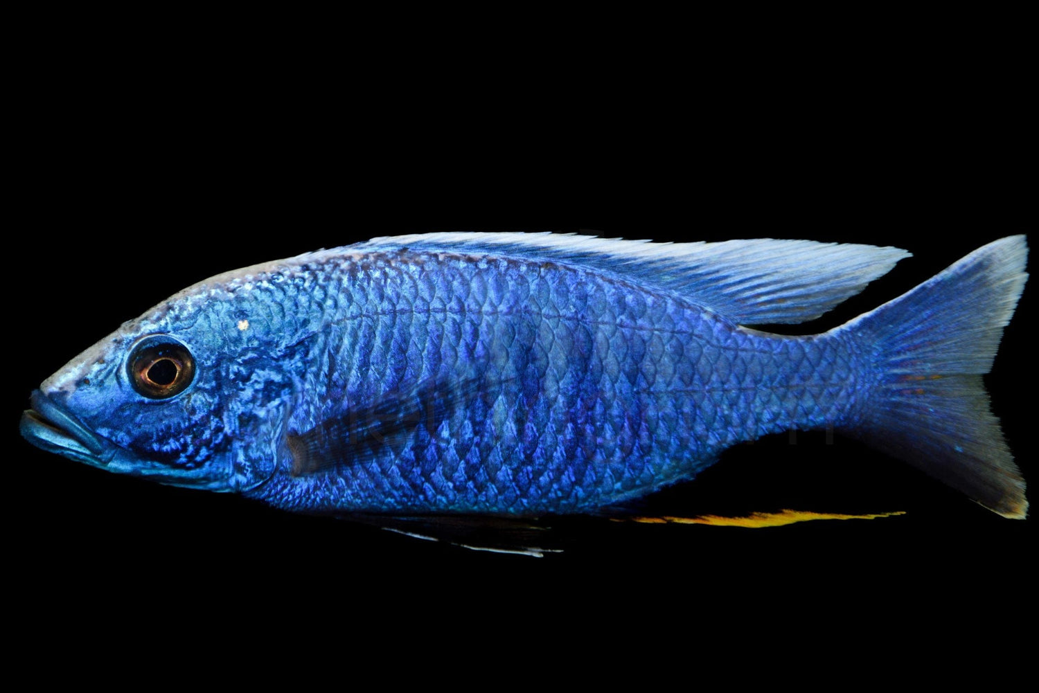 Sciaenochromis Electric Blue Ahli Cichlid