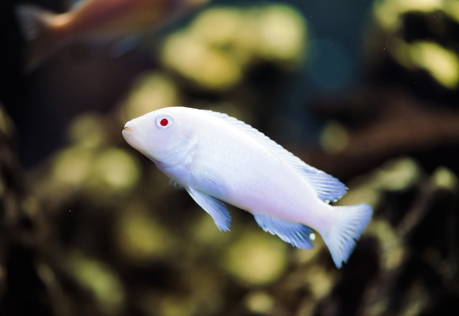 Chindongo Socolofi Albino Cichlid