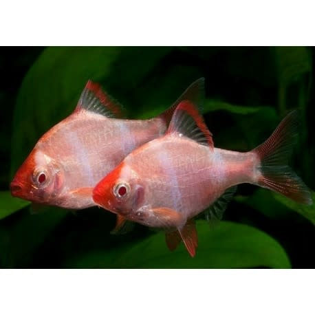 Albino Tiger Barb