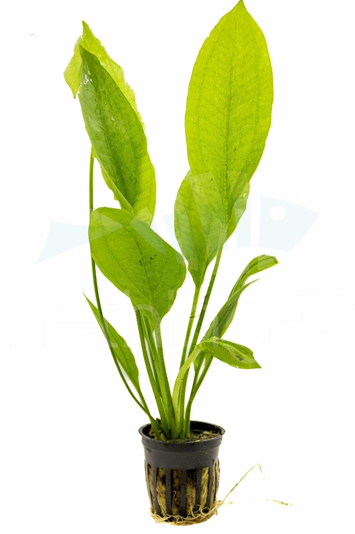 Amazon Sword Pot Plant