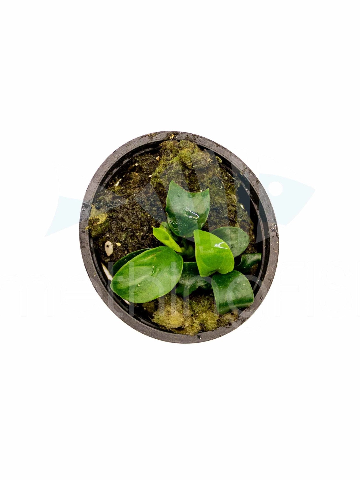 Anubias Nana Petite Plant Pot