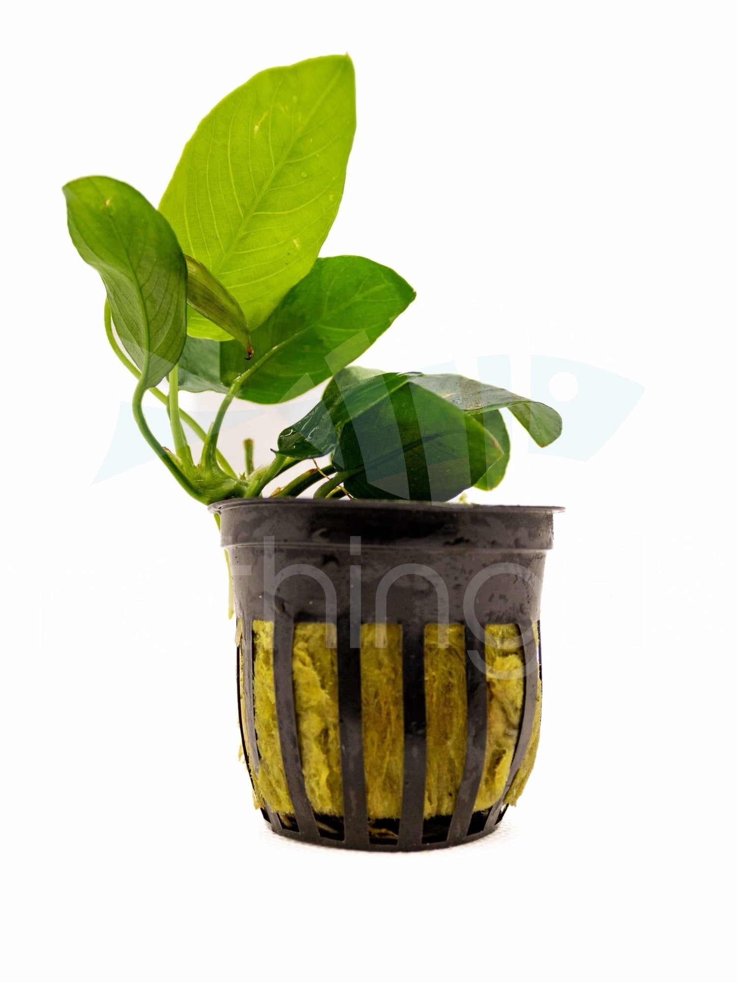 Anubias Nana Plant Pot