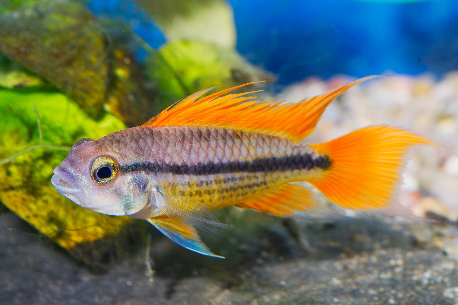 Apistogramma Cacatuoides Double Red