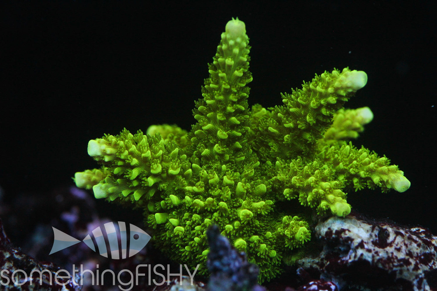 Bali Green Slimer Acropora