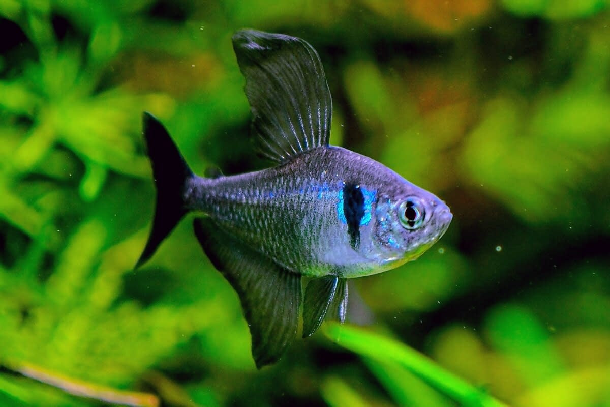 Black Phantom Tetra