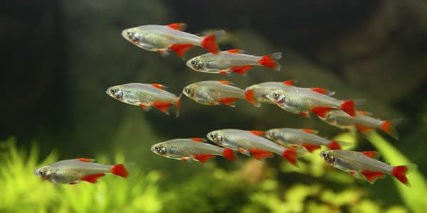 Bloodfin Tetra